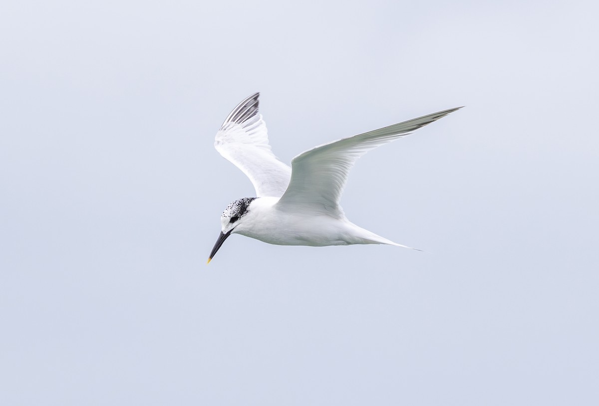 Sandwich Tern (Eurasian) - ML644643018