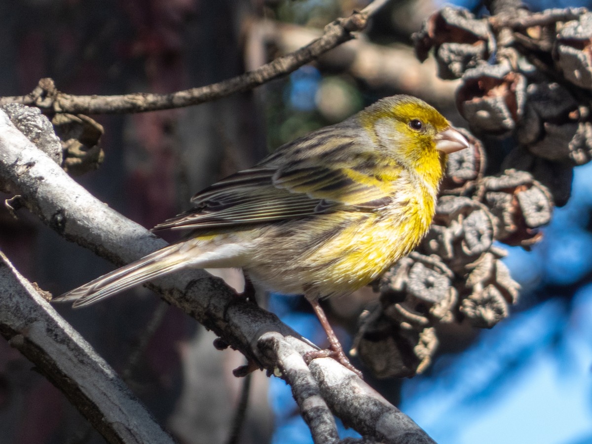 カナリア - ML644643024