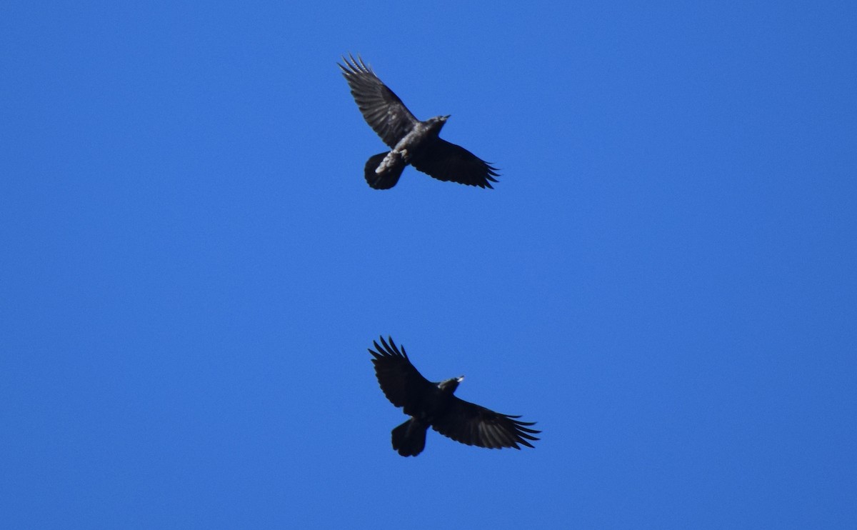 krkavec velký - ML644643025