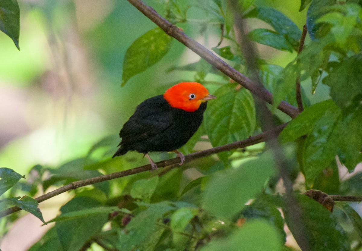 Red-capped Manakin - ML644643037