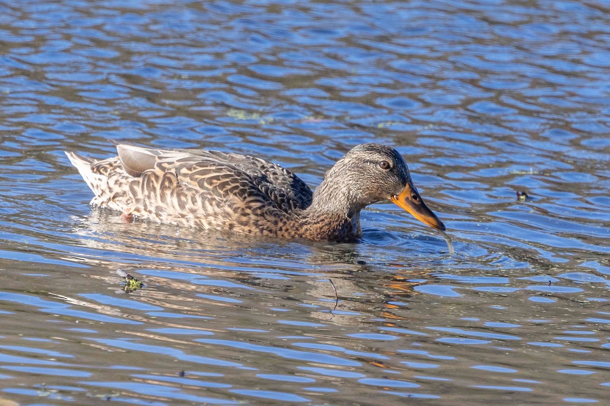 kachna divoká - ML644643038