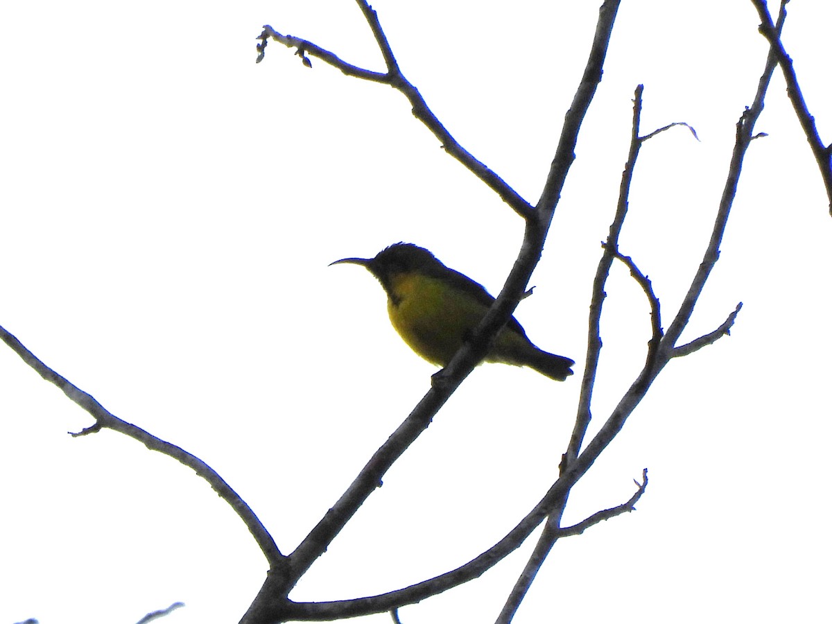 Ornate Sunbird - ML644643042