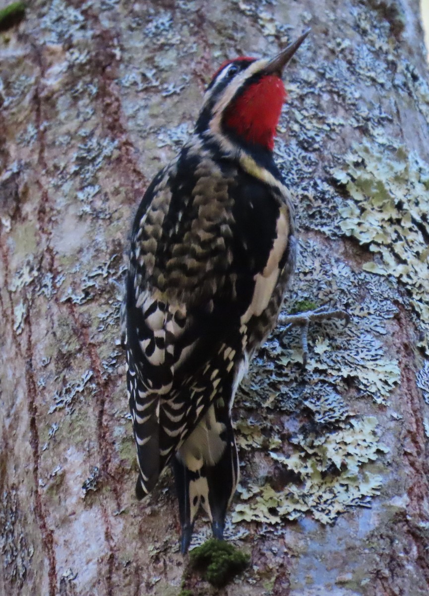 datel rudohrdlý - ML644643046