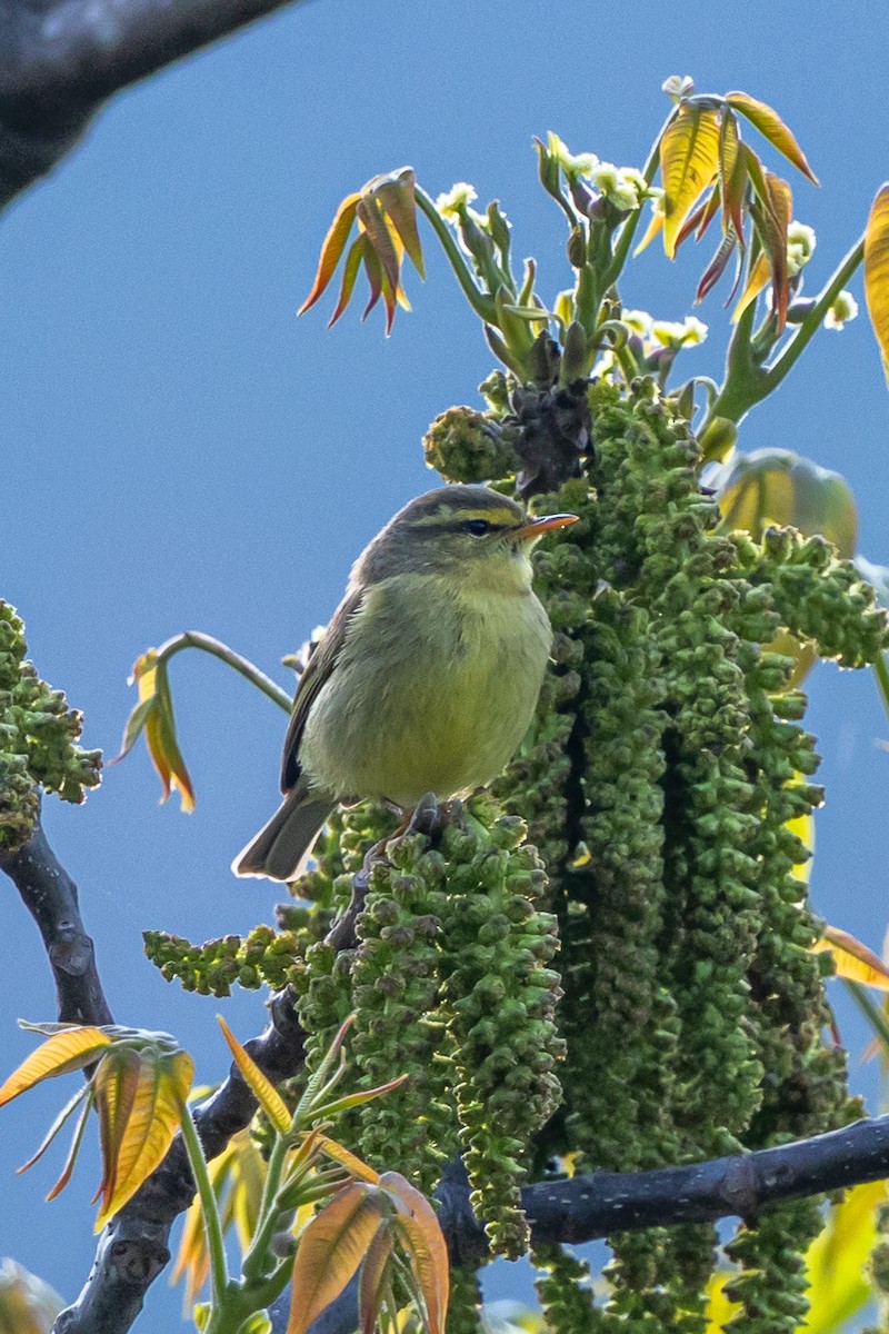 Tickell's Leaf Warbler - ML644643048