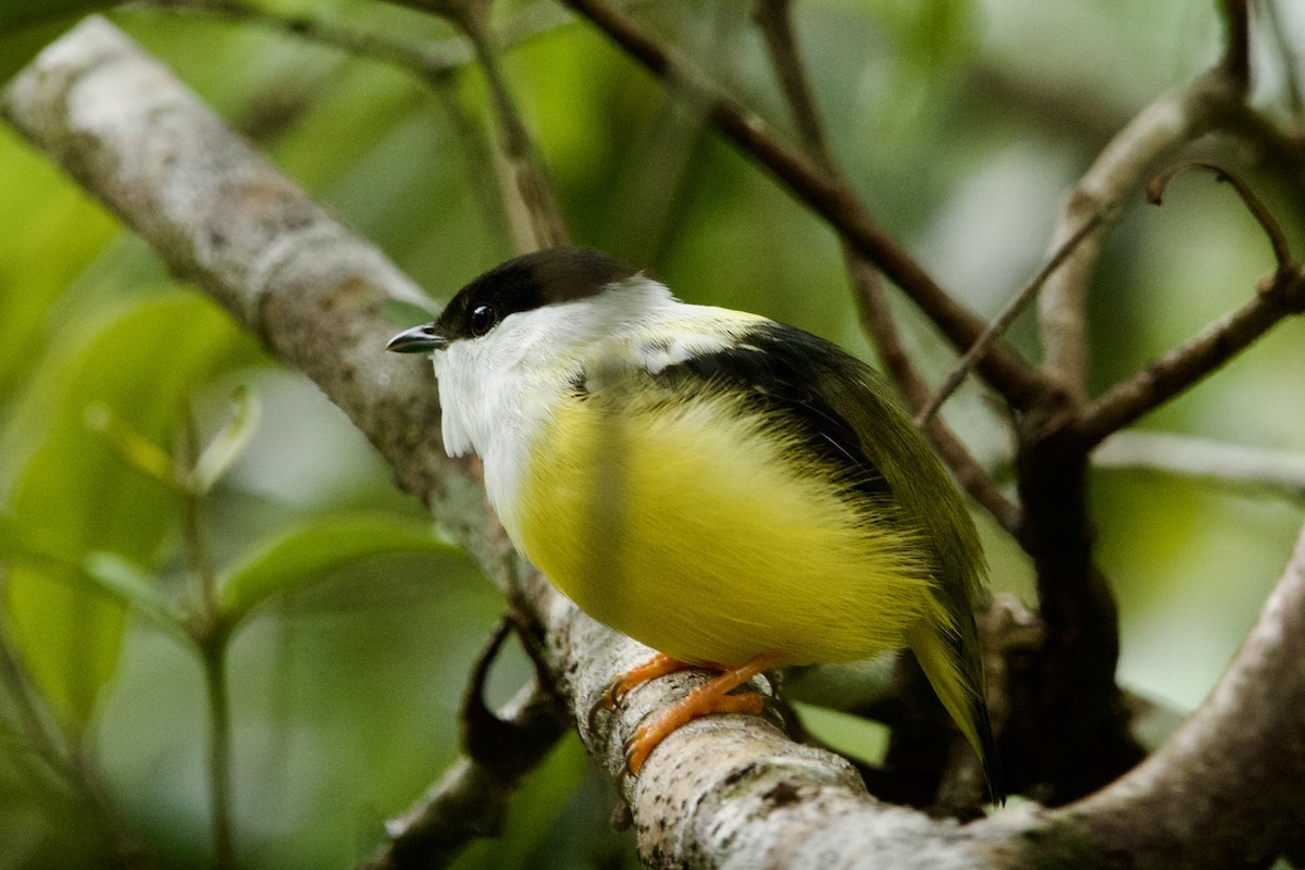 Белобородый манакин - ML644643049