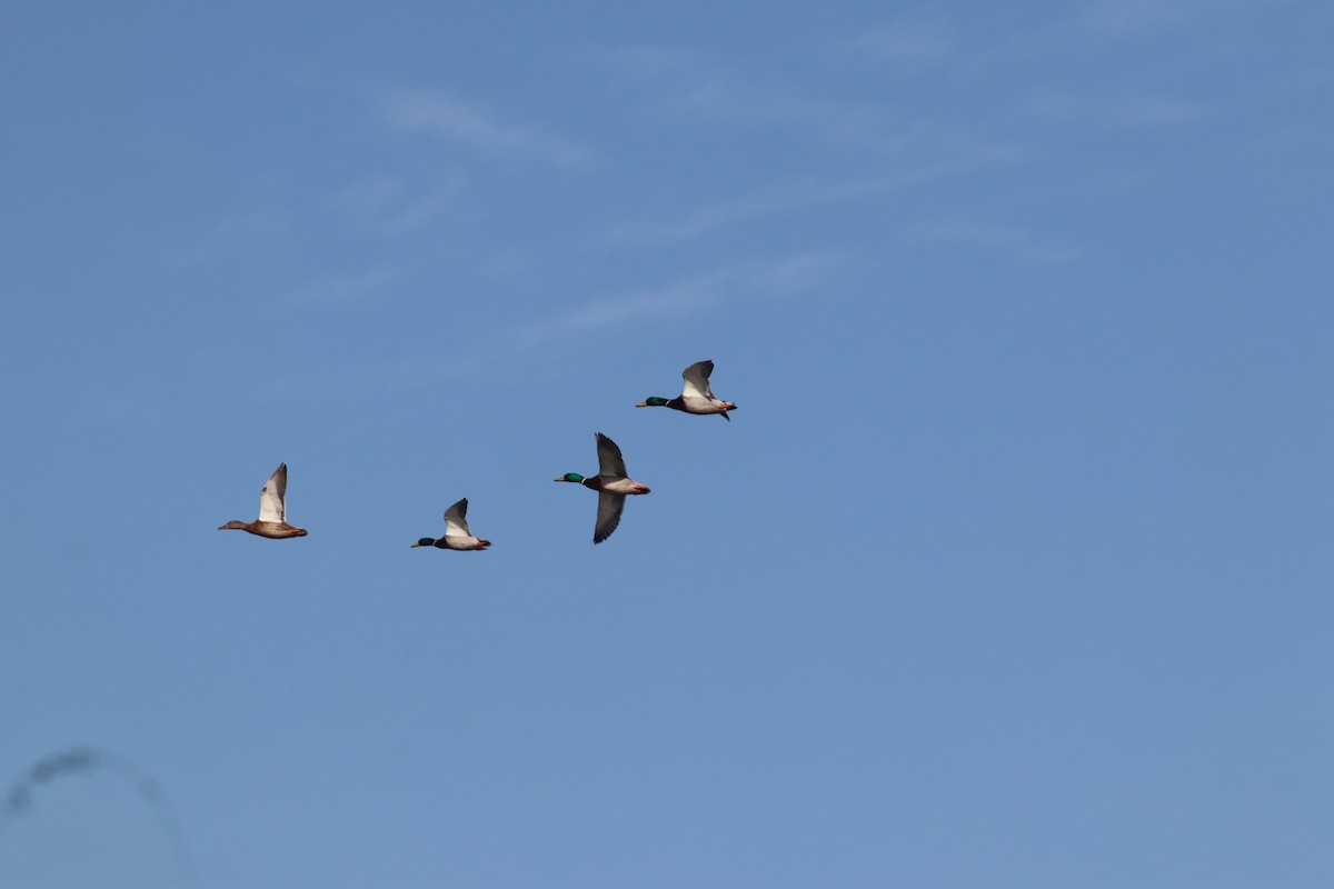 Кряква - ML644643050