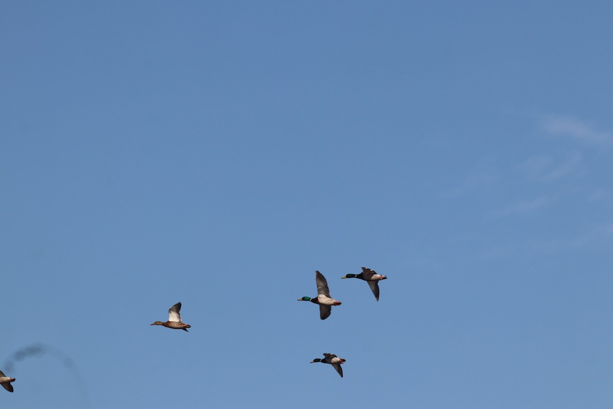 Кряква - ML644643051