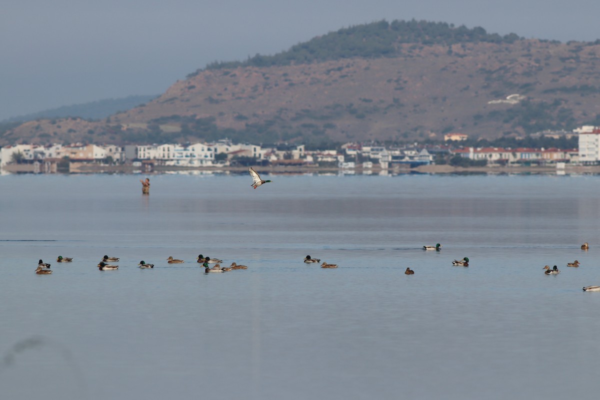 Кряква - ML644643052