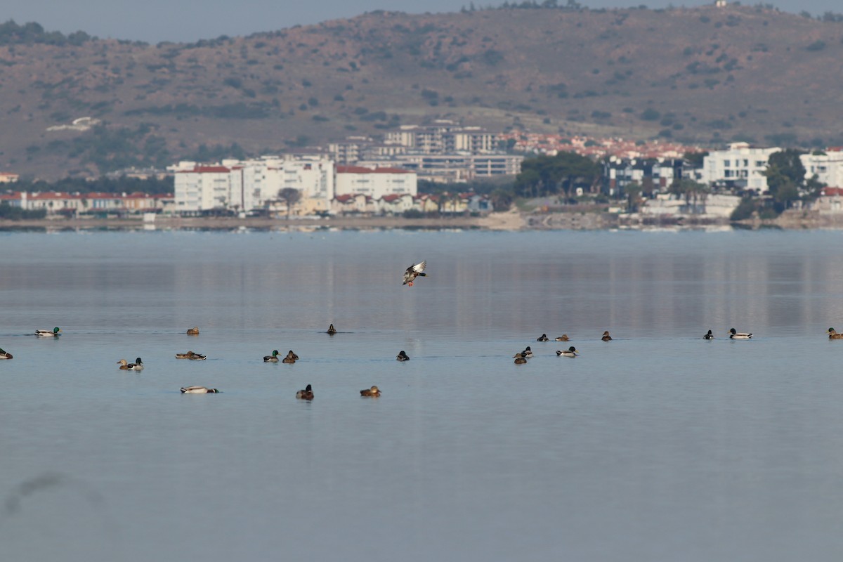 Кряква - ML644643053