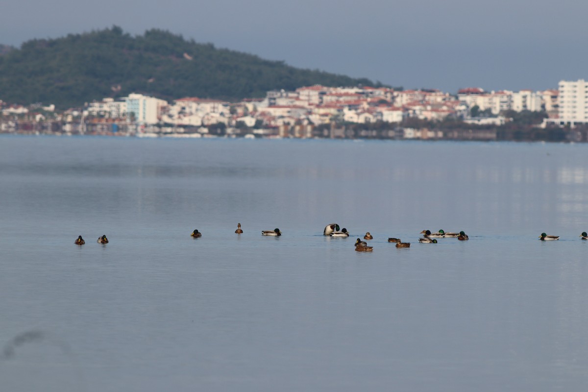 Кряква - ML644643054