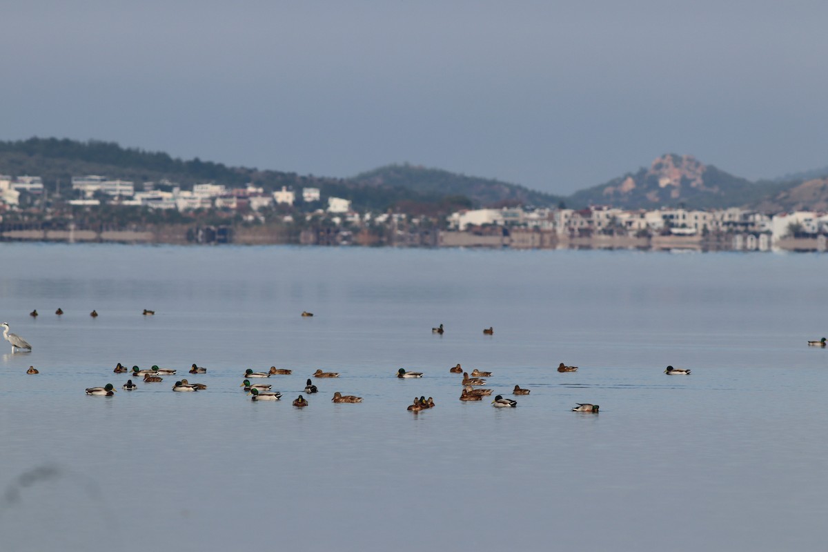 Кряква - ML644643055