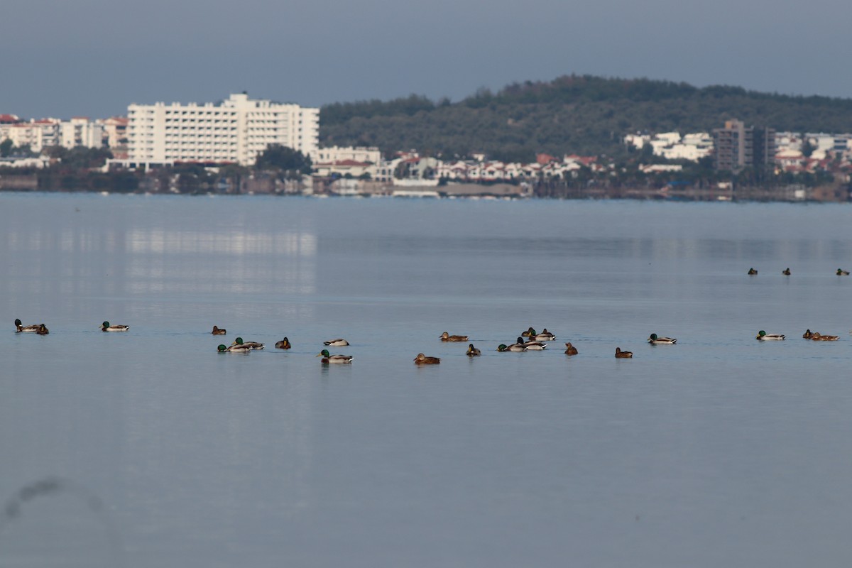 Кряква - ML644643056