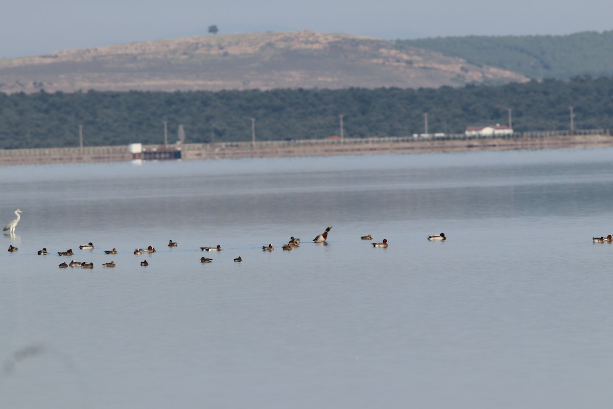 Кряква - ML644643057