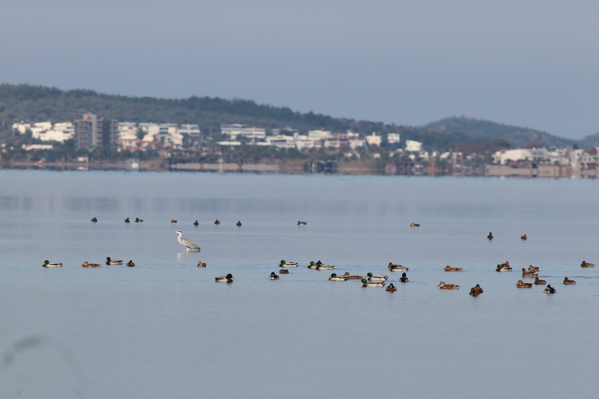 Кряква - ML644643058