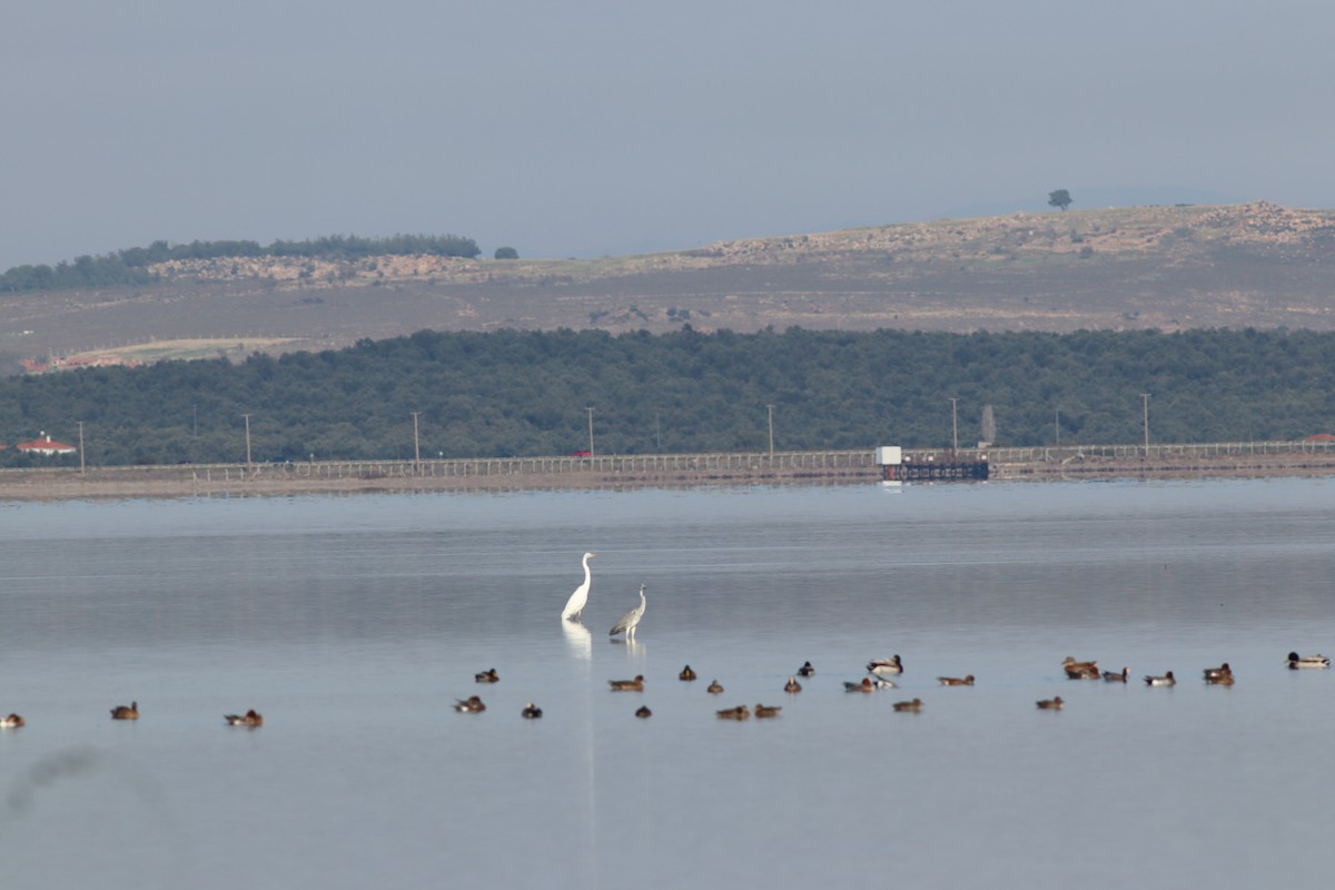 Кряква - ML644643059