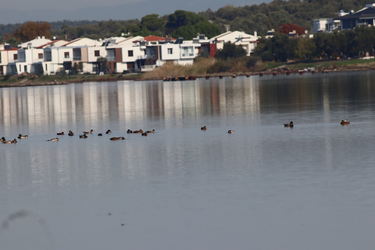 Кряква - ML644643060