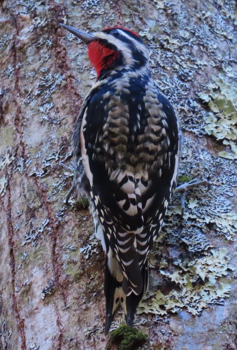 datel rudohrdlý - ML644643063