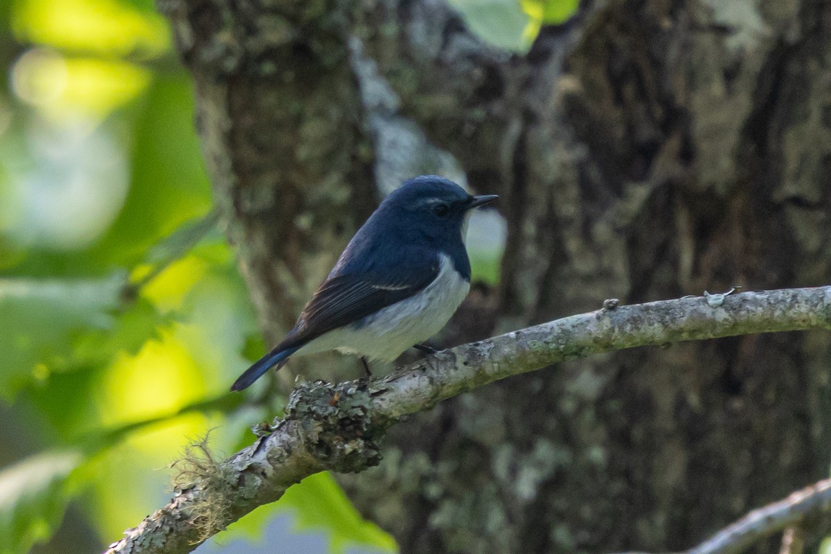 Ультрамариновая мухоловка - ML644643067