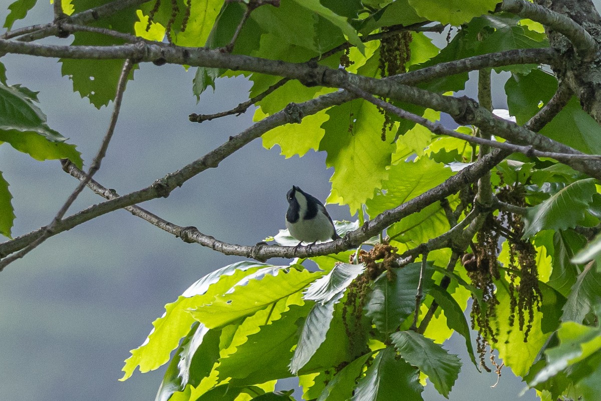 Ультрамариновая мухоловка - ML644643068