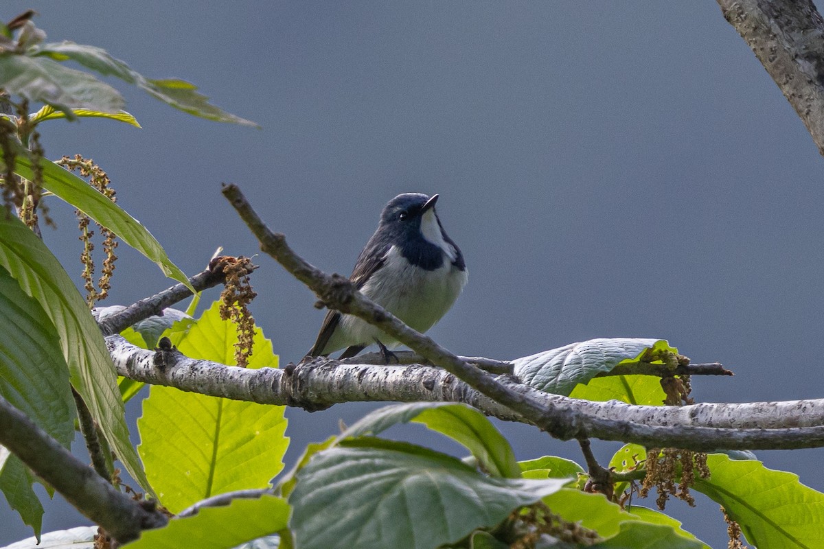 Ультрамариновая мухоловка - ML644643069