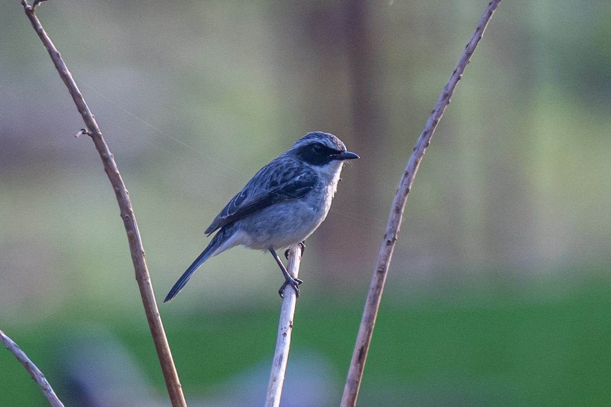 Серый чекан - ML644643071