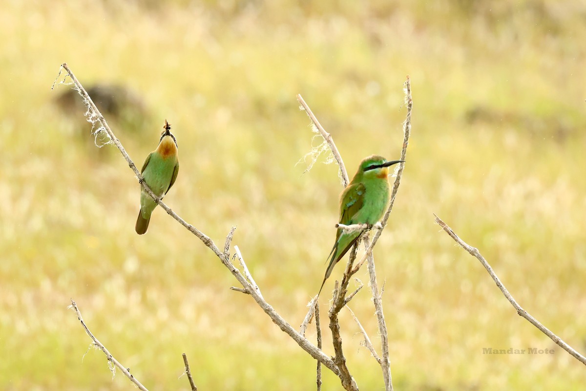 Зелёная щурка - ML644643072