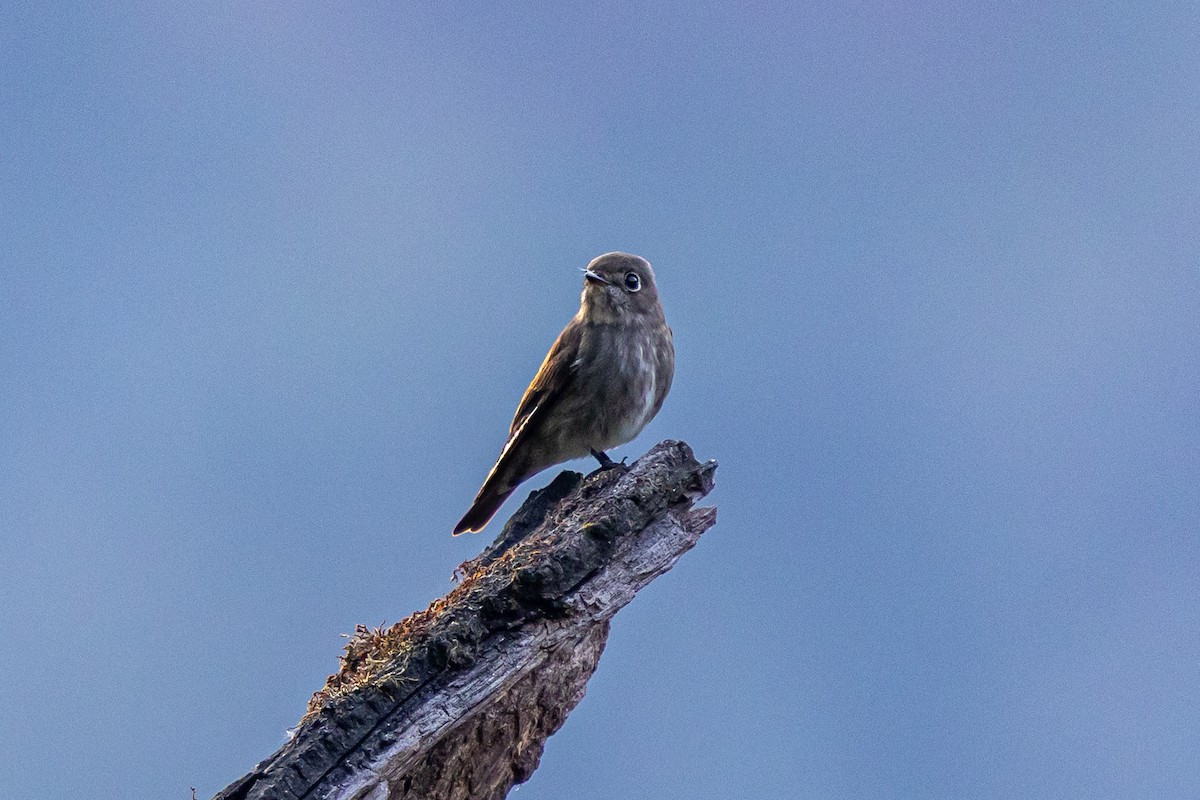 Сибирская мухоловка - ML644643073