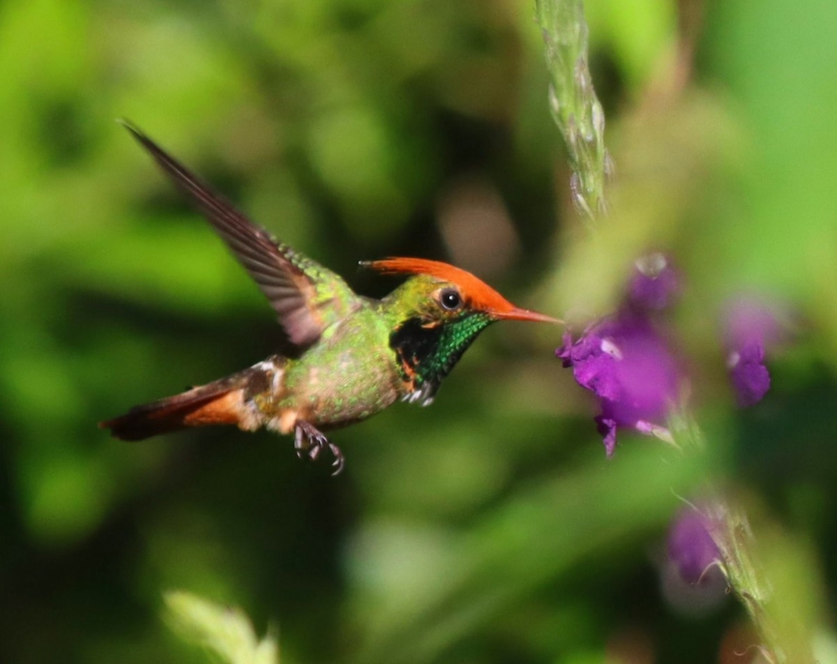 Длиннохохлая кокетка - ML644643075