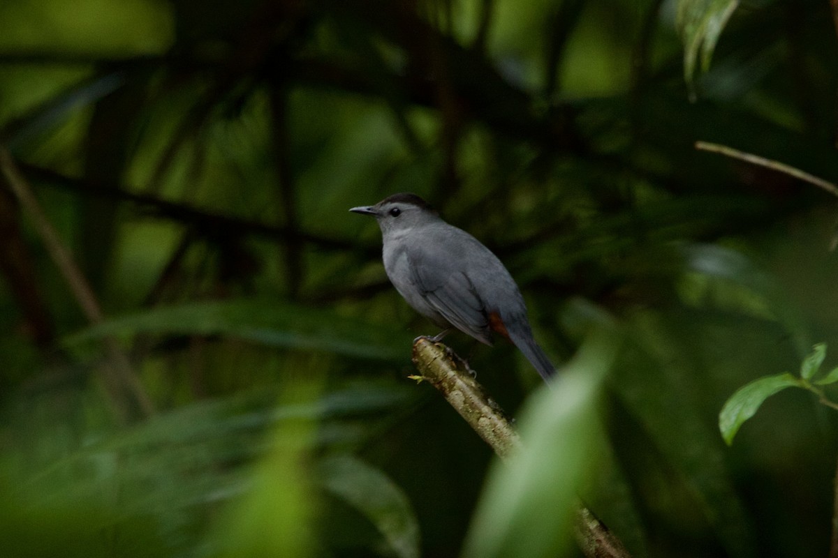 Кошачий пересмешник - ML644643076