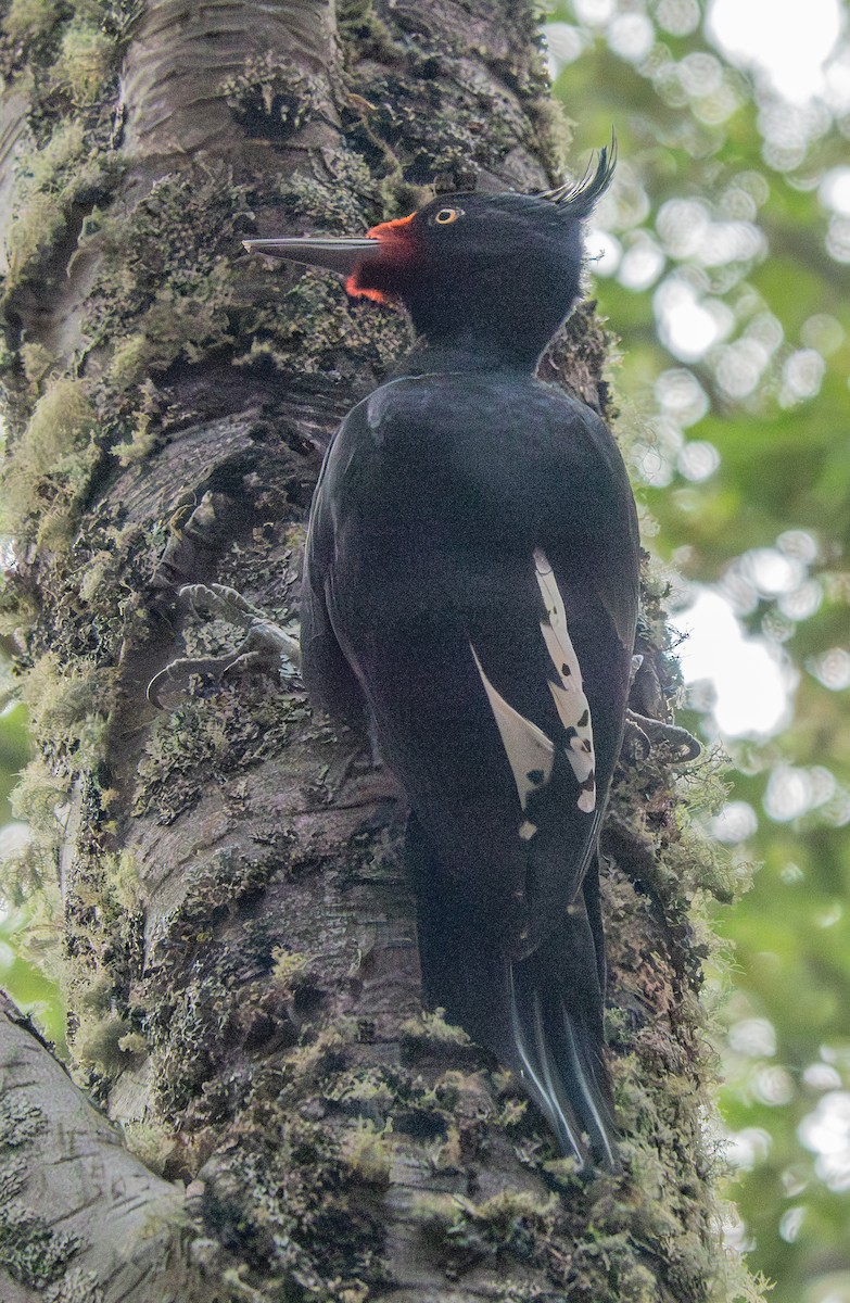 Магелланов дятел - ML644643077