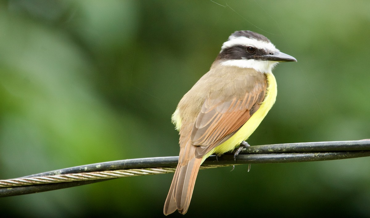 Great Kiskadee - ML644643078
