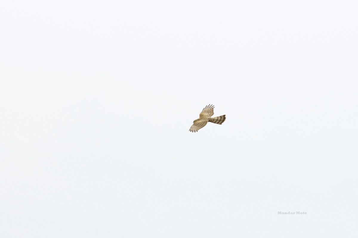 Épervier d'Europe - ML644643092