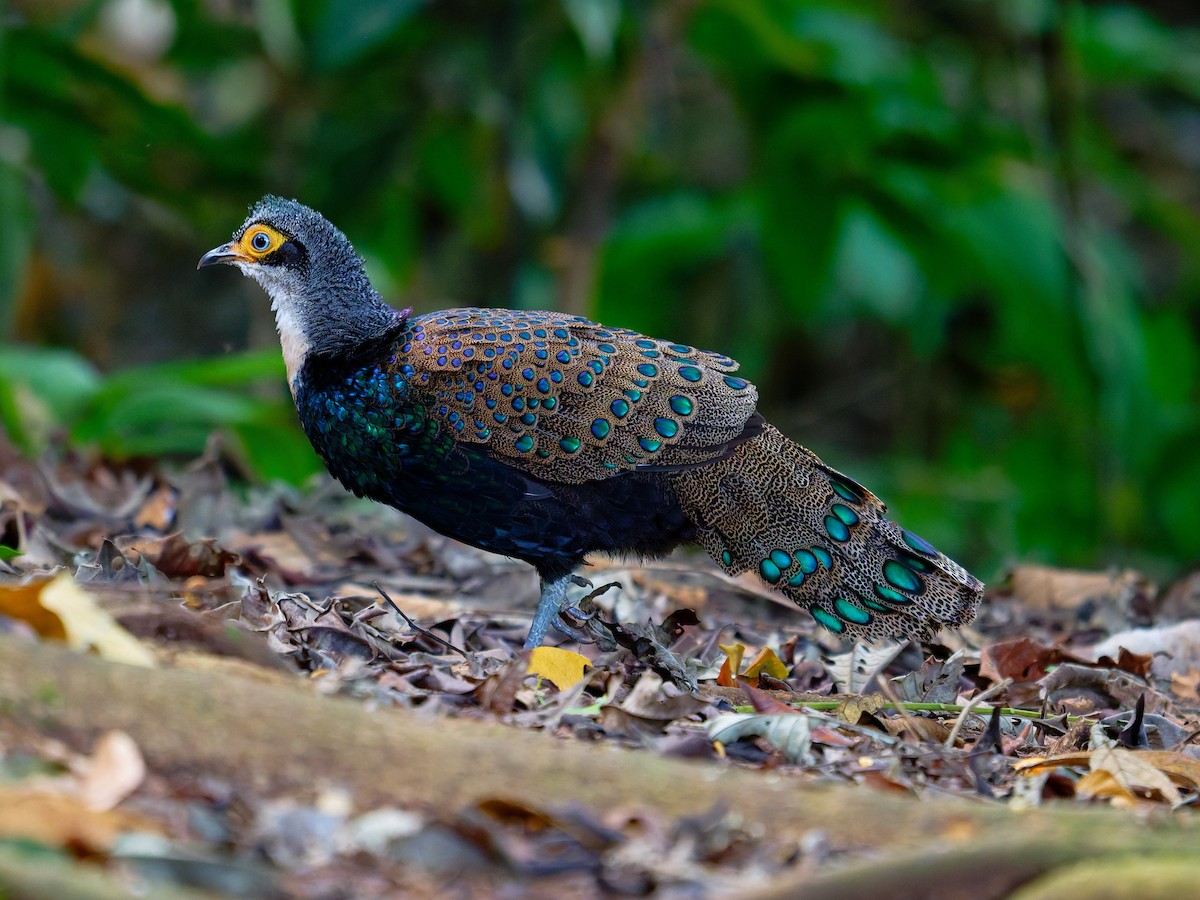 Bornean Peacock-Pheasant - ML644643093