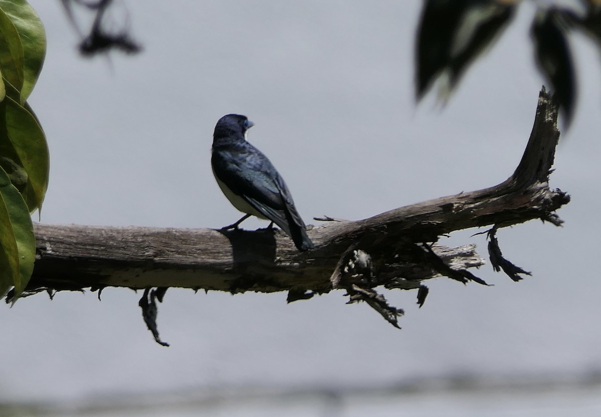 Chabert Vanga (Chabert) - ML644643098