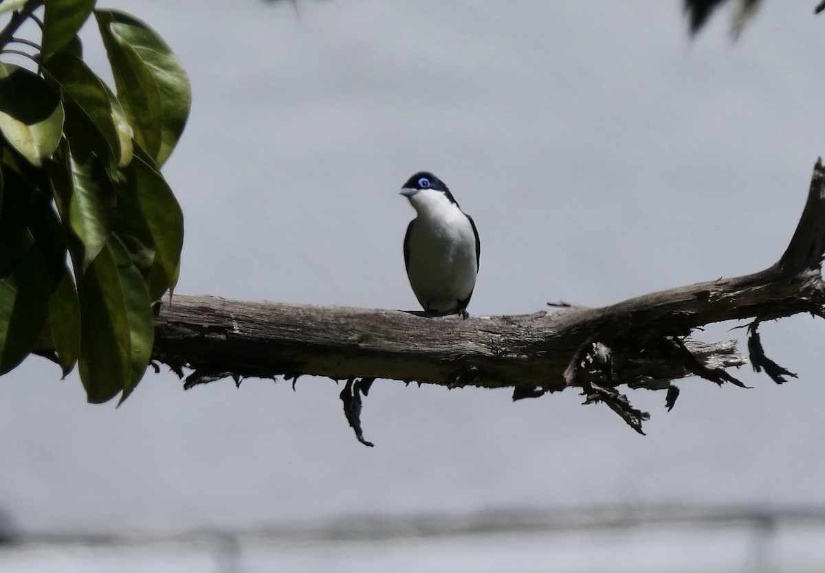 Chabert Vanga (Chabert) - ML644643099