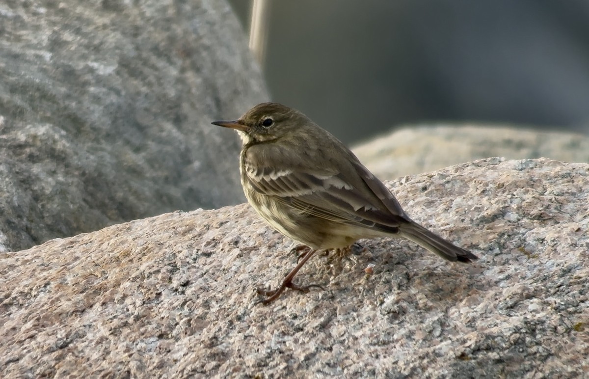 Rock Pipit - ML644643100