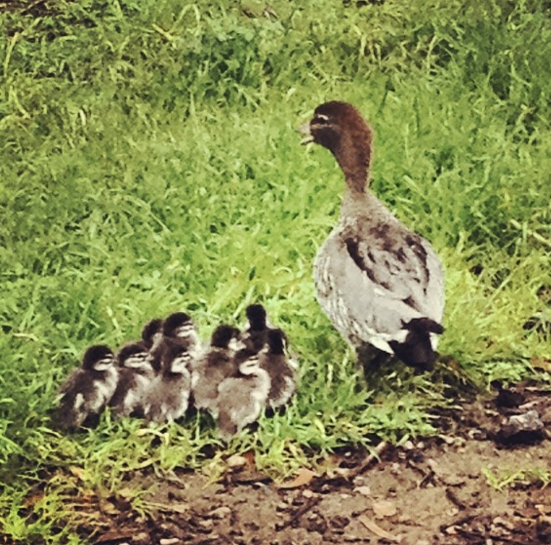 Maned Duck - ML644643101