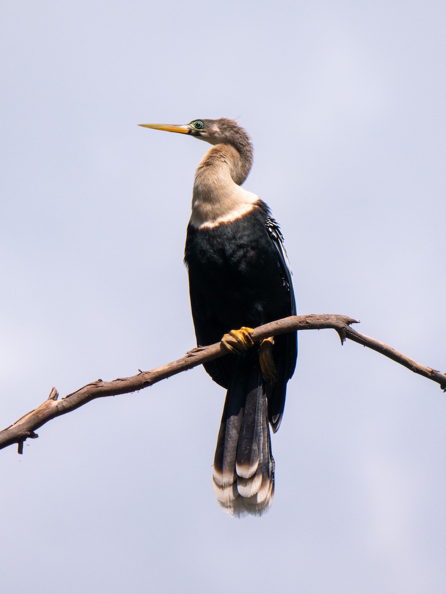 Anhinga - ML644643102