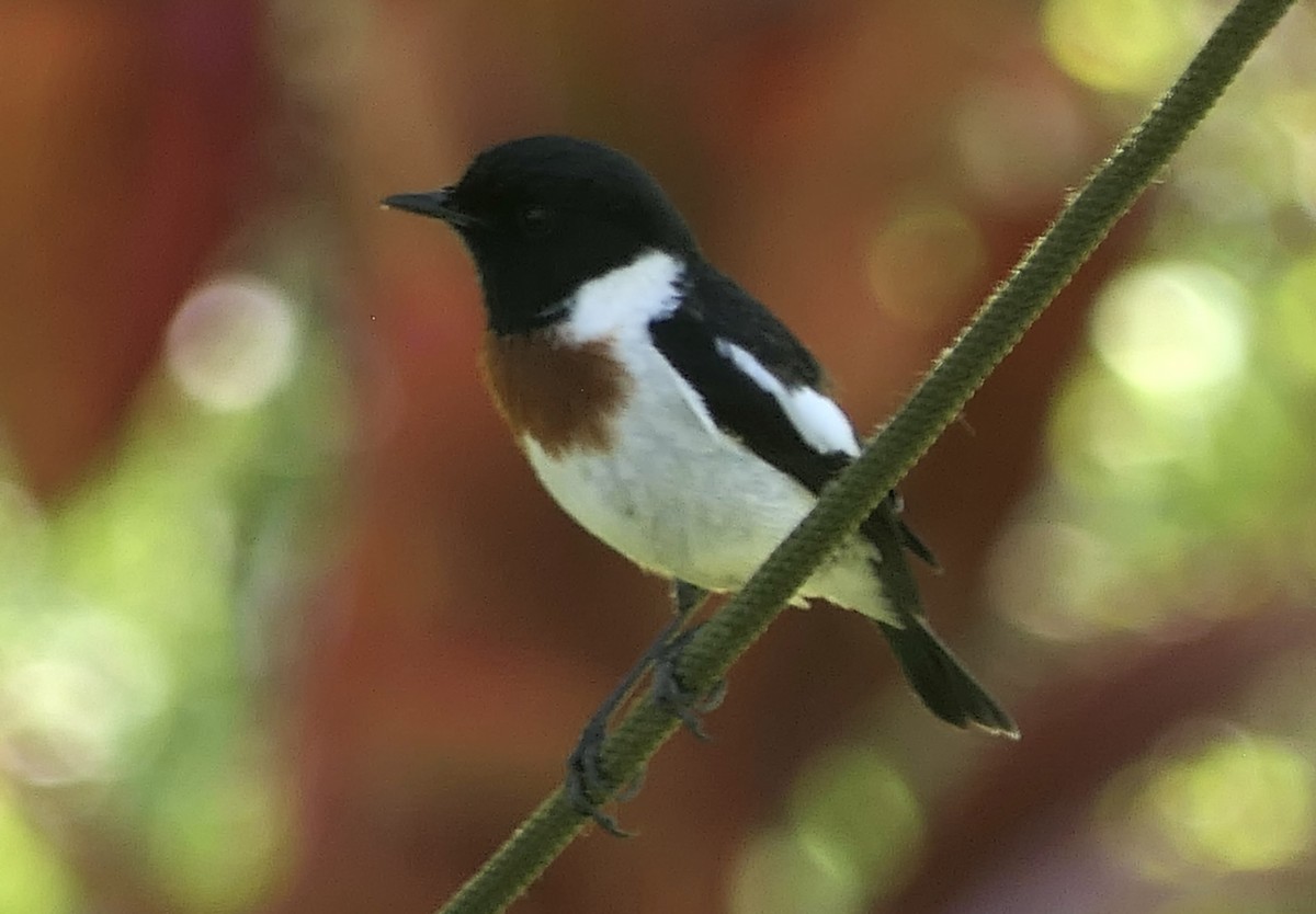 African Stonechat (Madagascar) - ML644643103