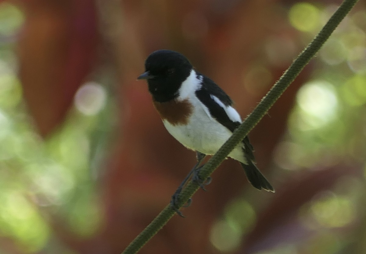African Stonechat (Madagascar) - ML644643104