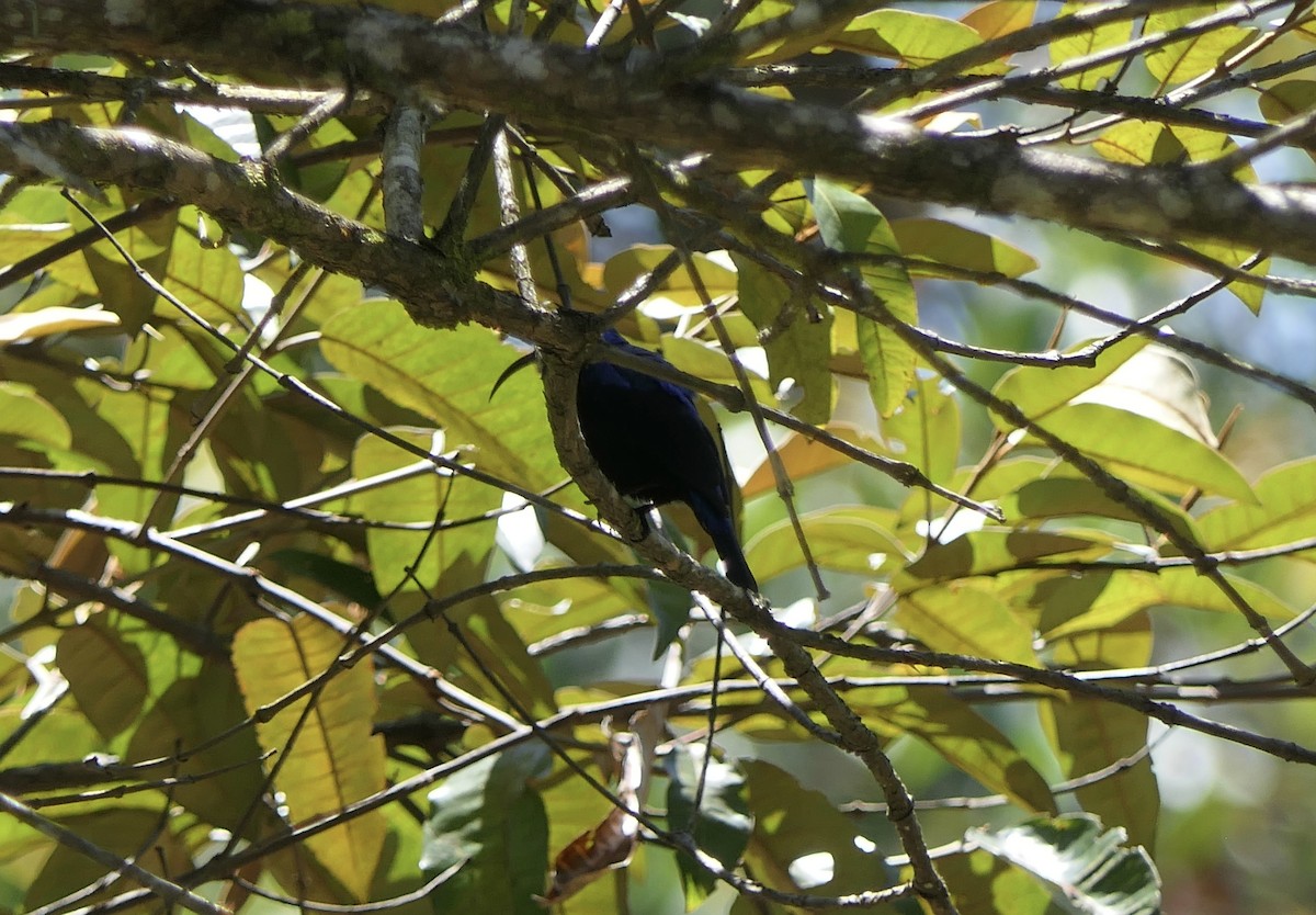 Suimanga Piquilargo - ML644643106