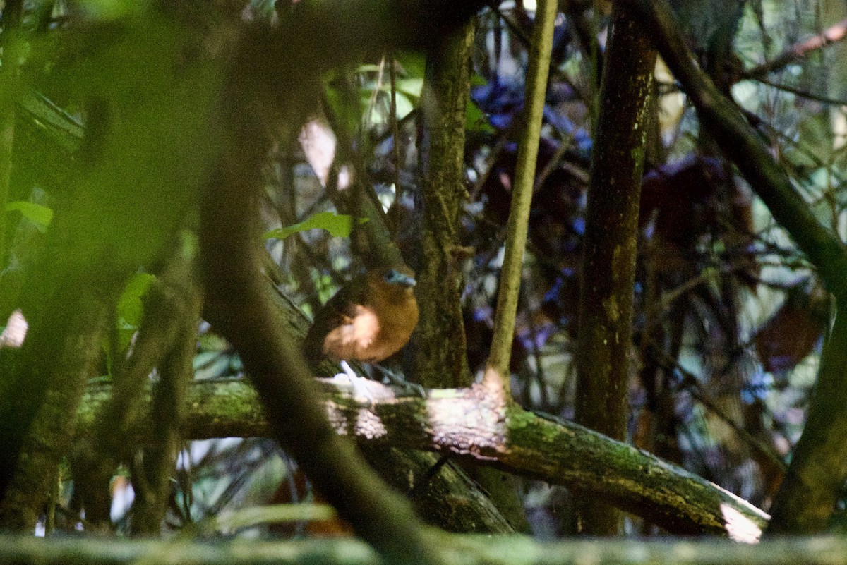 Hormiguero Calvo - ML644643107