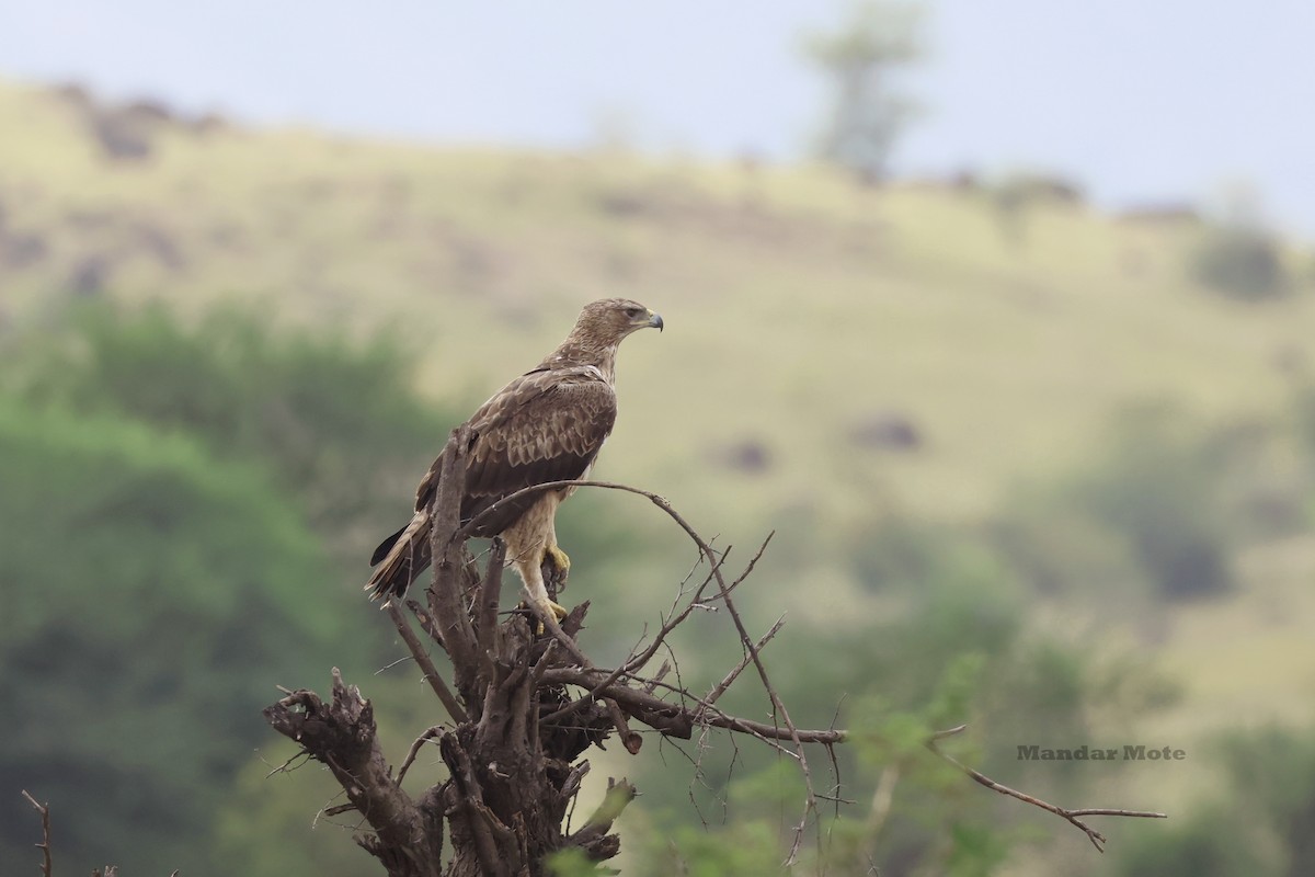 Águila Perdicera - ML644643108