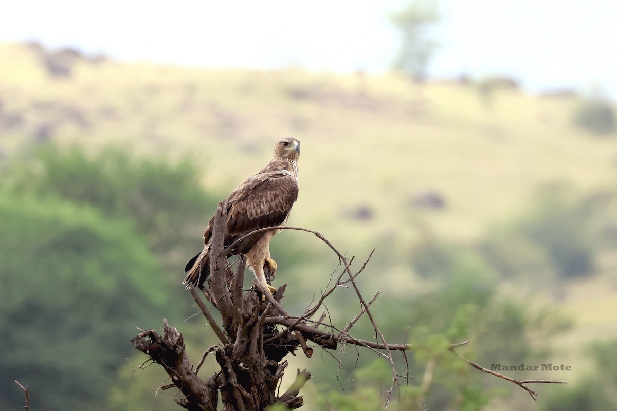 Águila Perdicera - ML644643112