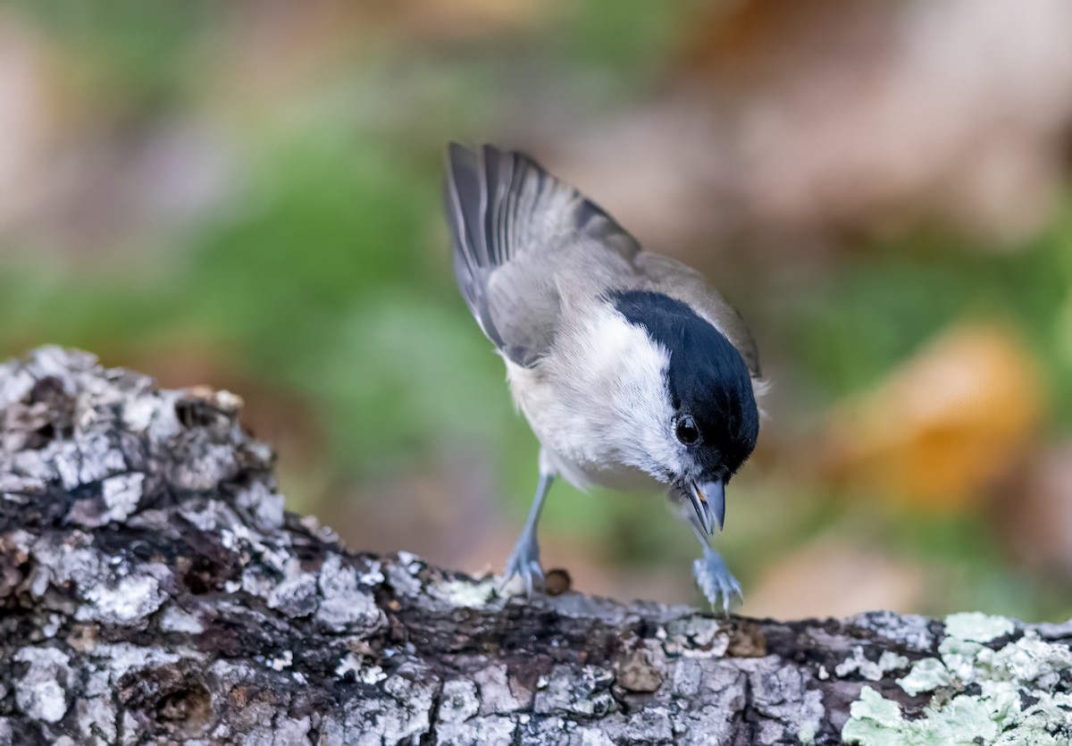 Carbonero Palustre - ML644643116