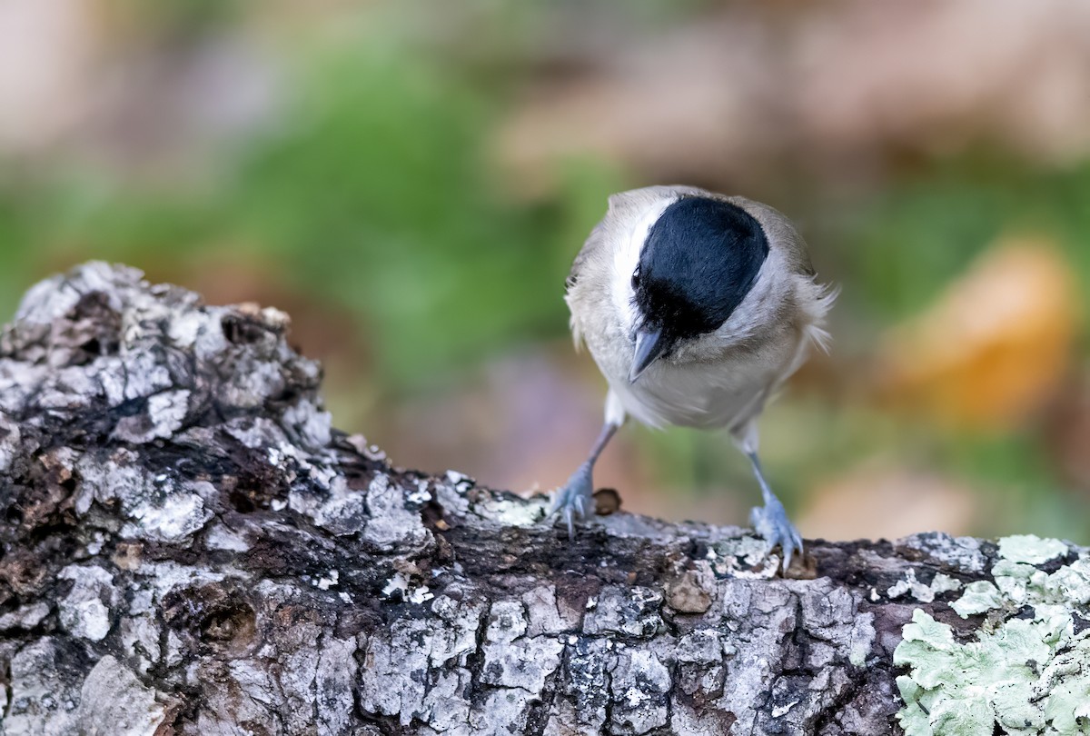 Carbonero Palustre - ML644643117