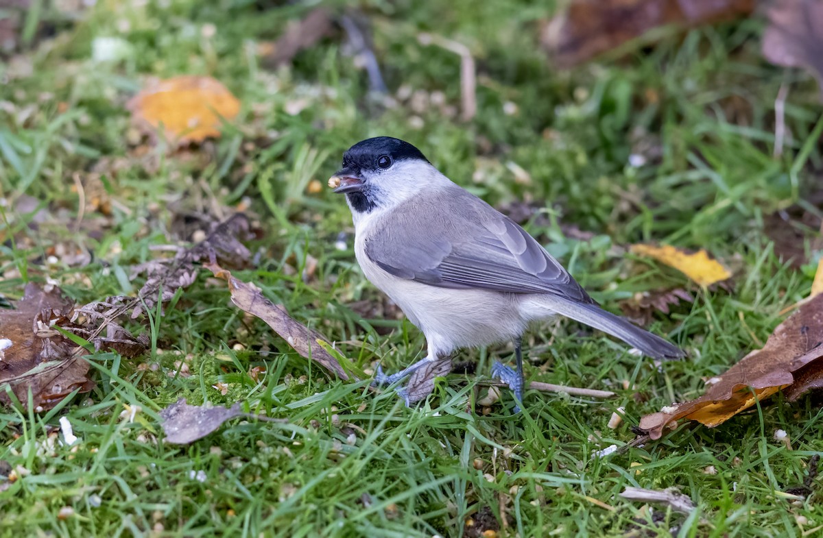 Carbonero Palustre - ML644643118
