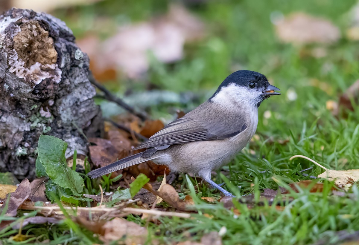 Carbonero Palustre - ML644643119