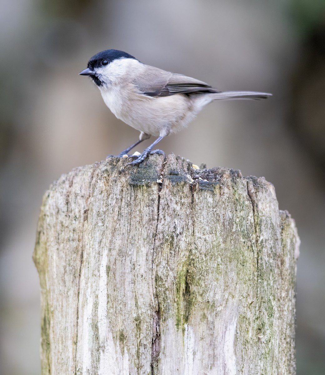 Carbonero Palustre - ML644643120