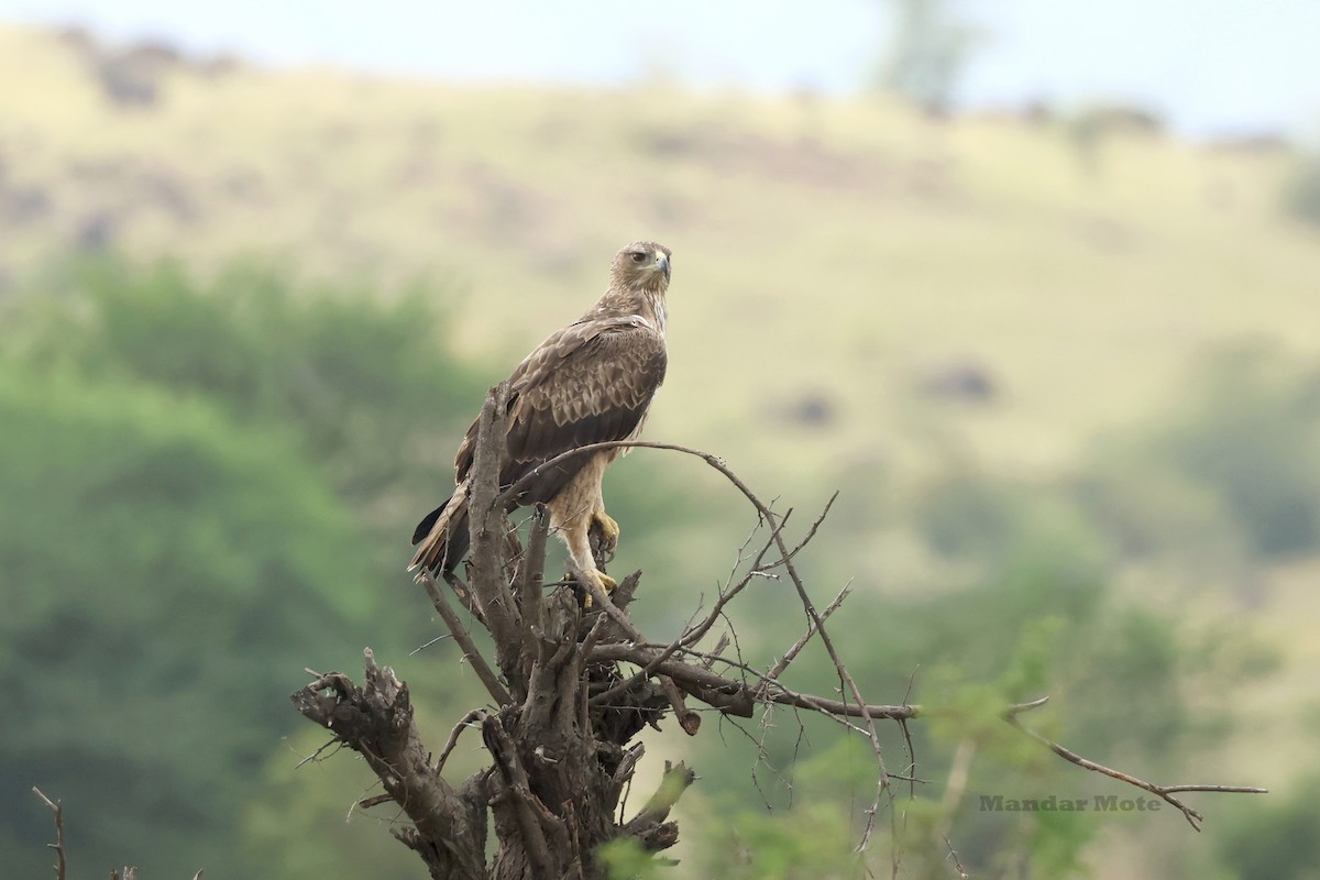 Águila Perdicera - ML644643123